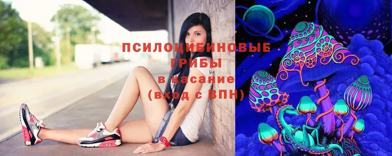 Галлюциногенные грибы Psilocybine cubensis  сколько стоит  Змеиногорск 